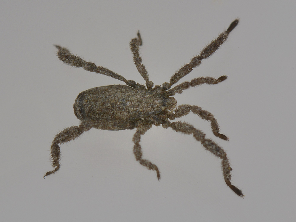 Cos''? Opiliones,  famiglia Trogulidae